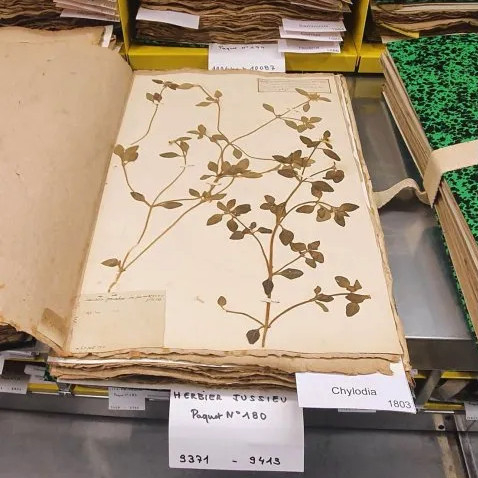 Herbier Jussieu © MNHN